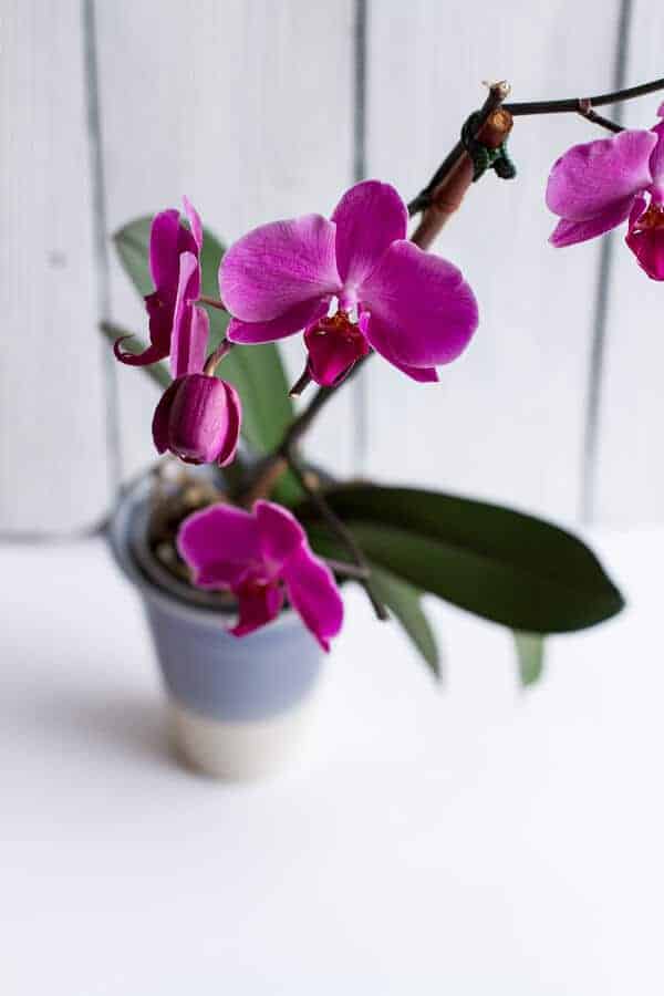 Chaos 'n' Sprinkles | halfbakedharvest.com