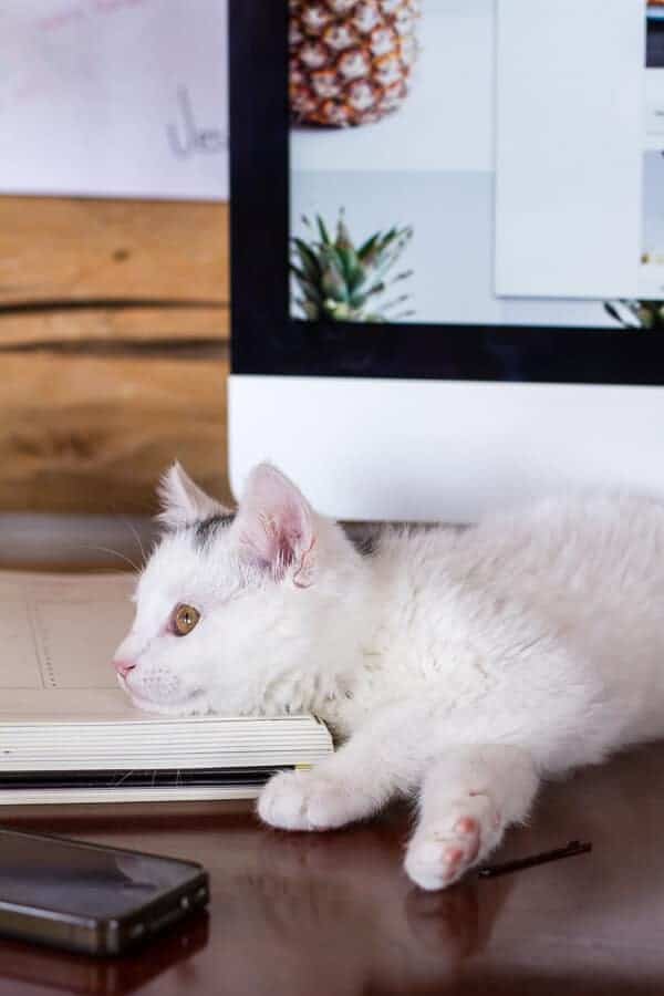 Chaos ‘n’ Sprinkles | halfbakedharvest.com