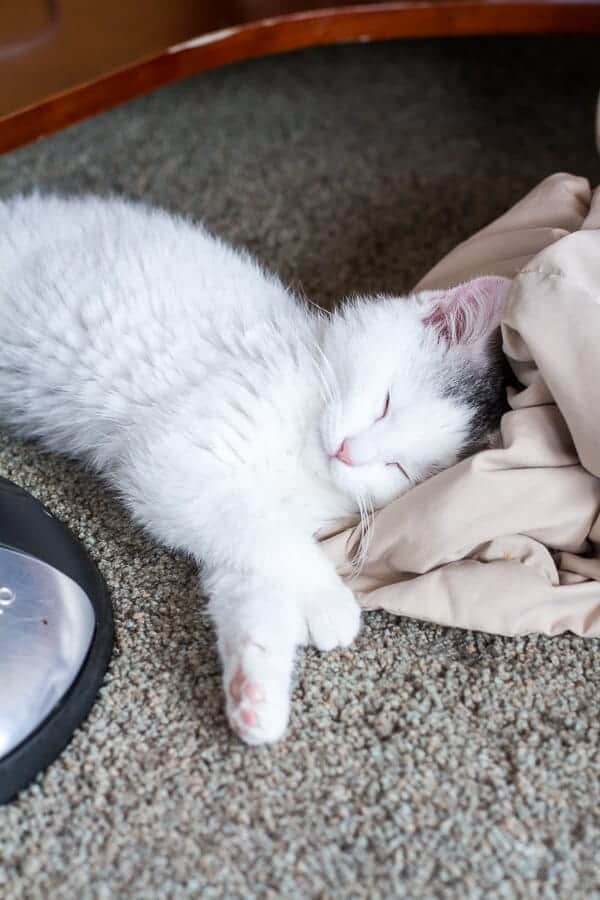 Chaos ‘n’ Sprinkles | halfbakedharvest.com