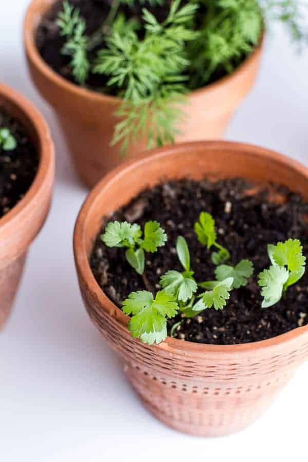 Chaos 'n' Sprinkles 3-13