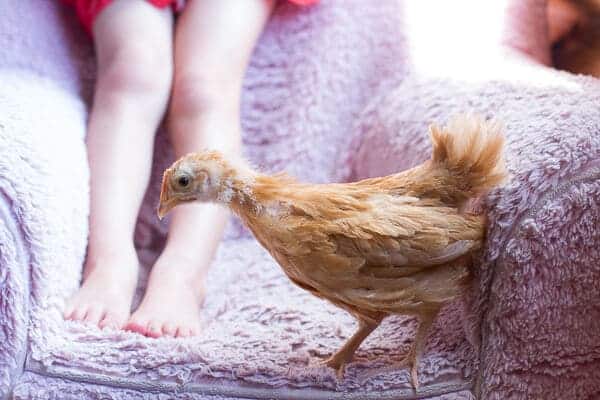 Chaos 'n' Sprinkles | halfbakedharvest.com