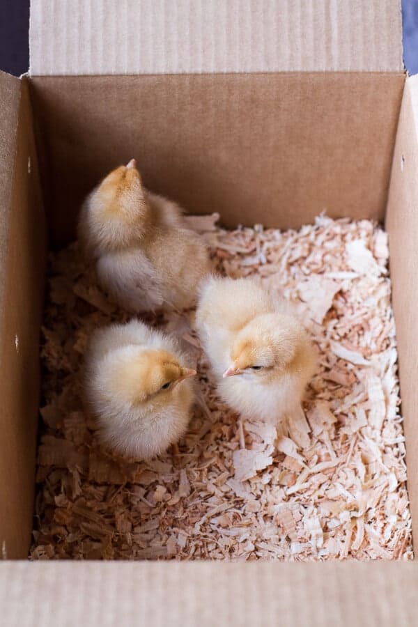 Chaos 'n' Sprinkles | halfbakedharvest.com