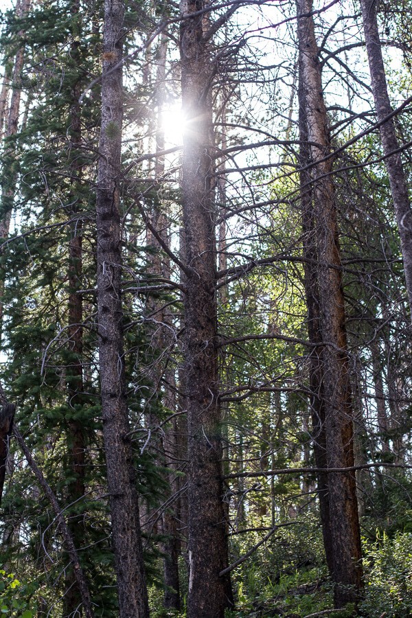 Let's Go on Mid Summer Hike Together | halfbakedharvest.com
