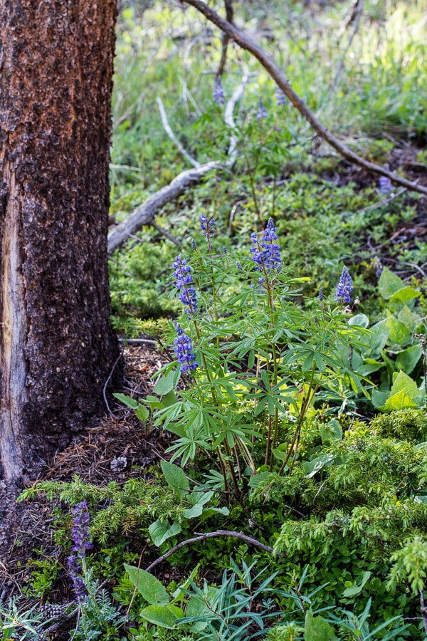 Let's Go on Mid Summer Hike Together | halfbakedharvest.com