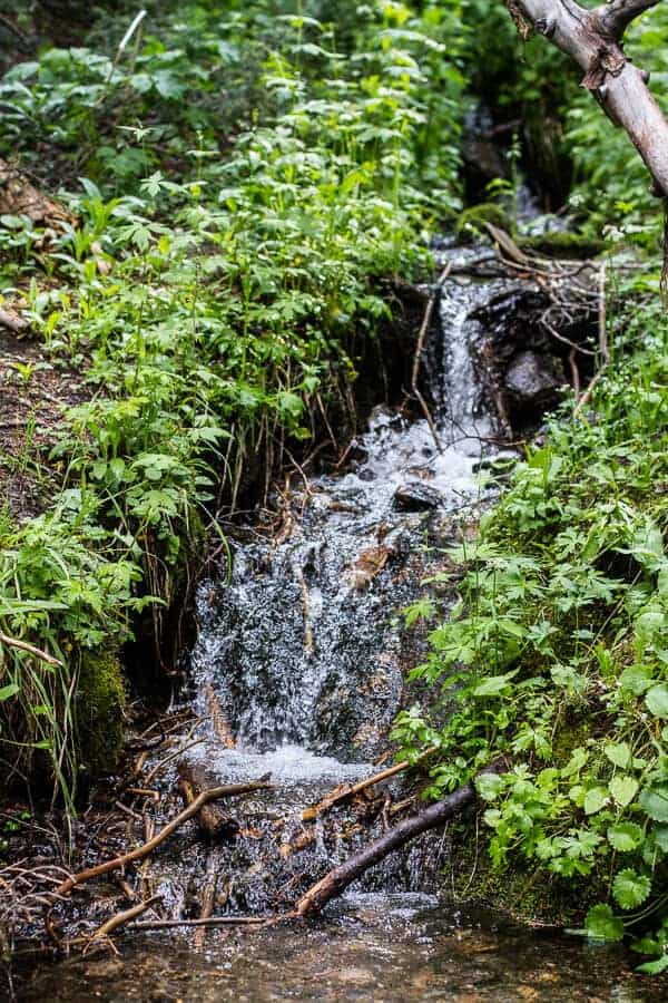 Let's Go on Mid Summer Hike Together | halfbakedharvest.com