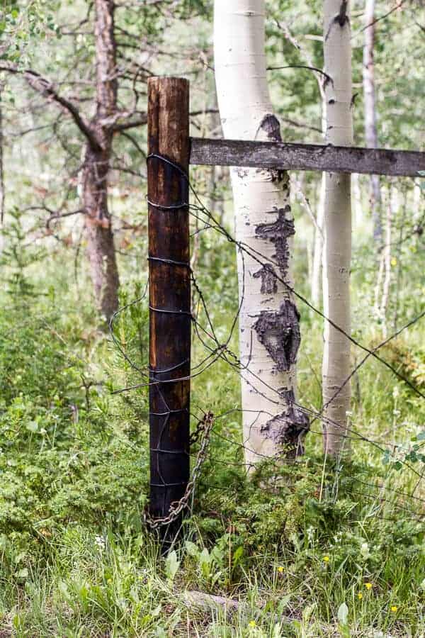 Let's Go on Mid Summer Hike Together | halfbakedharvest.com