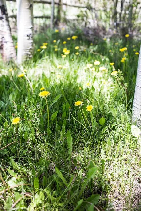 Dandelion Green Pesto, Fresh Fig and Gorgonzola Pizza with Prosciutto | halfbakedharvest.com @hbharvest