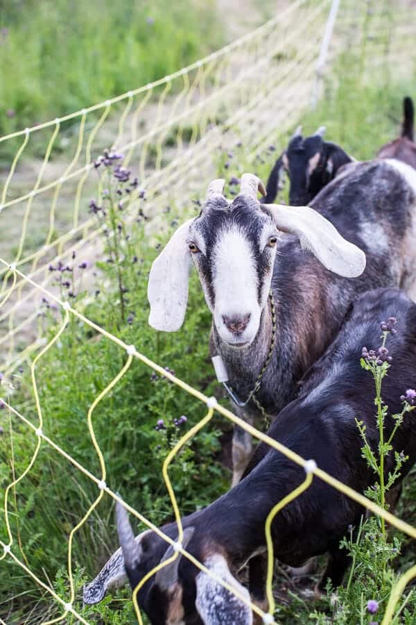 Double Chocolate Hawaiian Tiramisu | halfbakedharvest.com @hbharvest