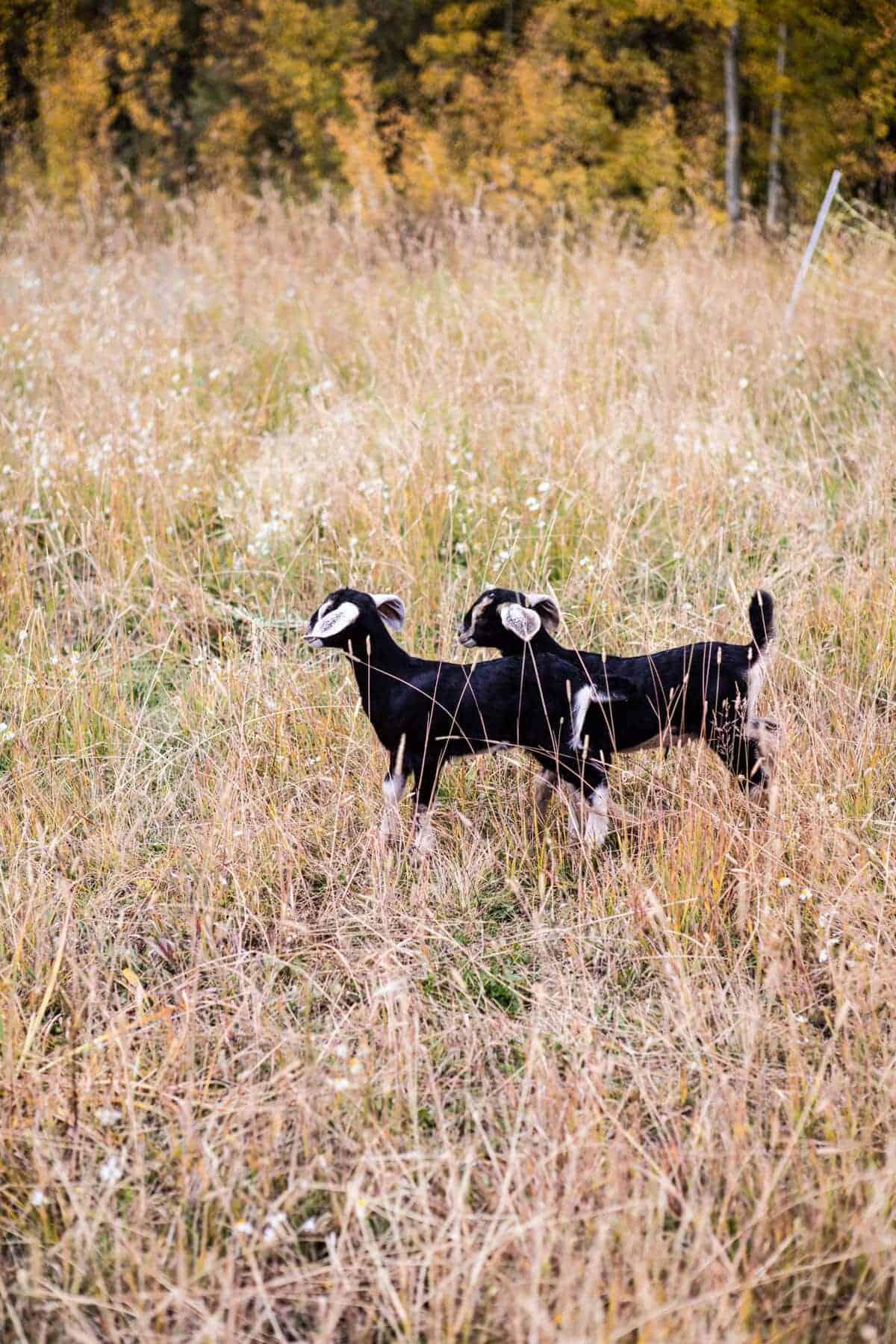 Baby Goat Photos + All Things Fall | halfbakedharvest.com @hbharvest