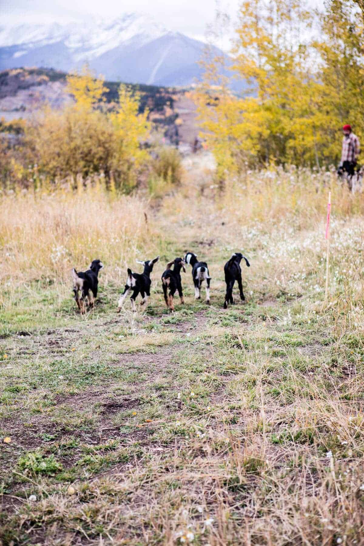Baby Goat Photos + All Things Fall | halfbakedharvest.com @hbharvest