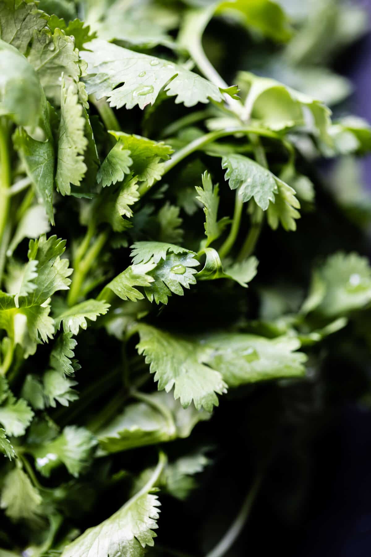 Cheesy Buffalo Chicken French Bread | halfbakedharvest.com @hbharvest