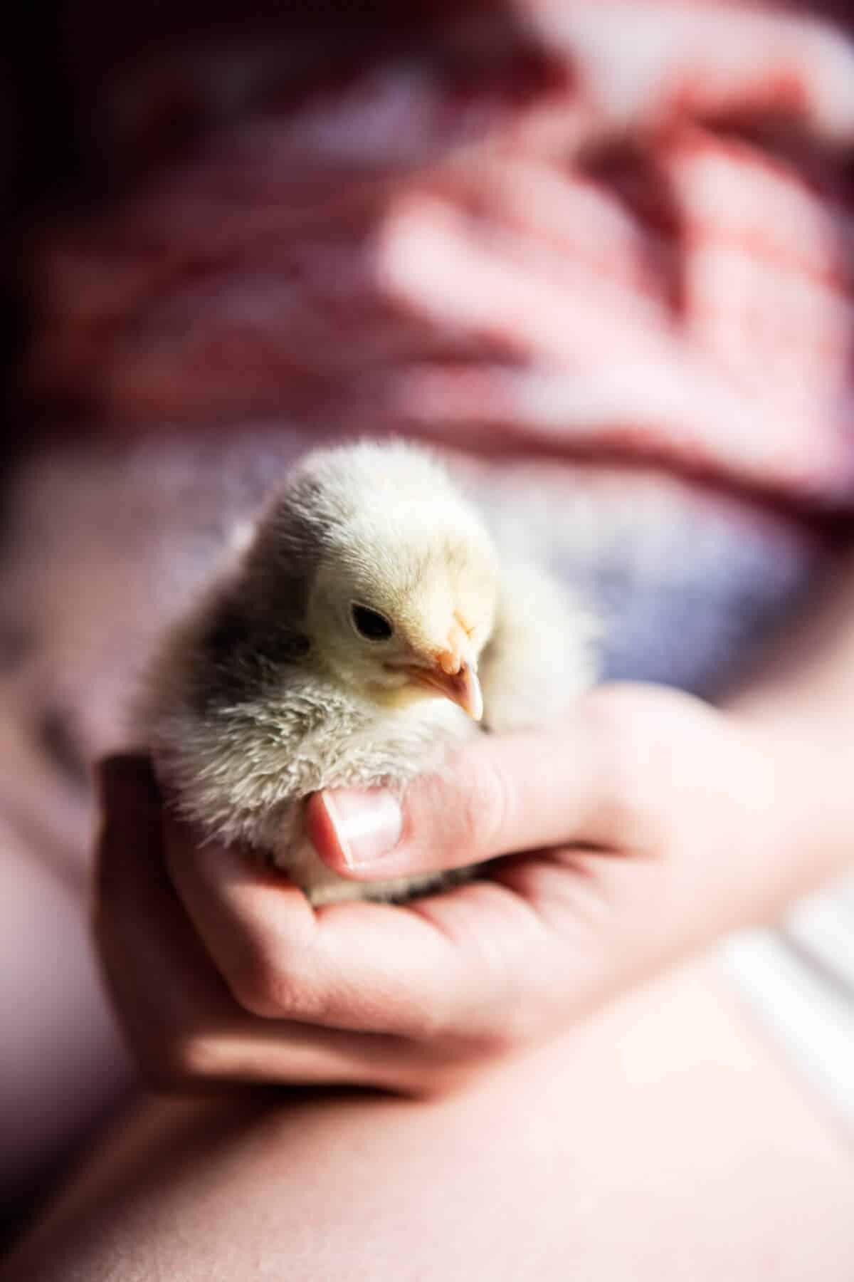 Nine Favorite Things | halfbakedharvest.com @hbharvest