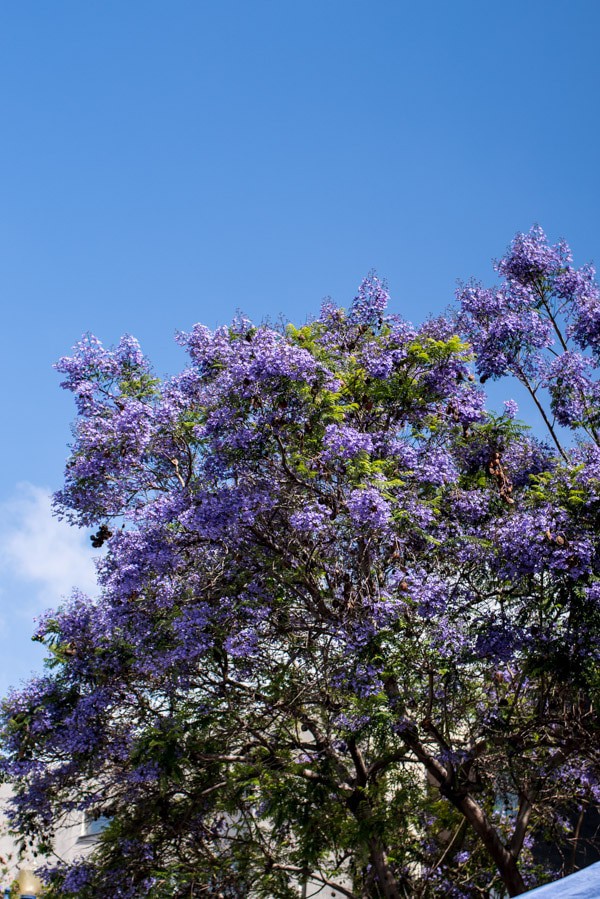 Family Trip To San Diego | halfbakedharvest.com @hbharvest