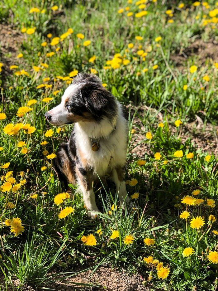 Nine Favorite Things | halfbakedharvest.com