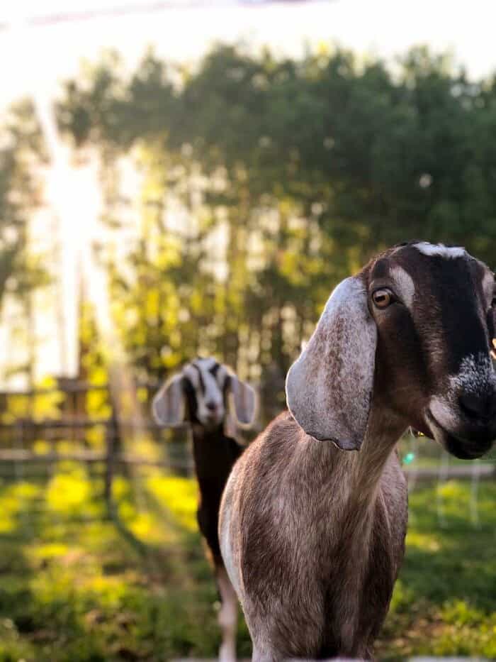 Nine Favorite Things | halfbakedharvest.com