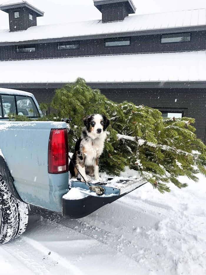 Nine Favorite Things | halfbakedharvest.com