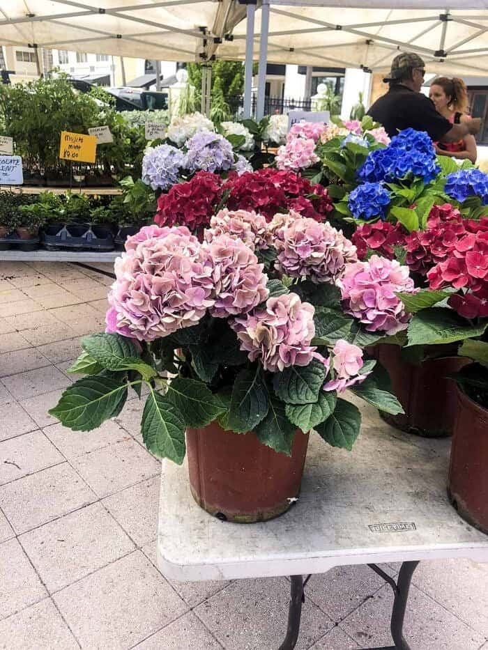 Nine Favorite Things | halfbakedharvest.com