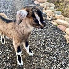 Nine Favorite Things | halfbakedharvest.com