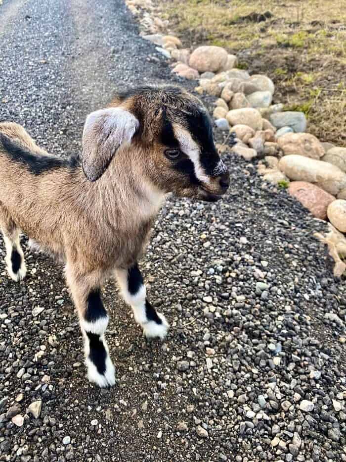 baby goat