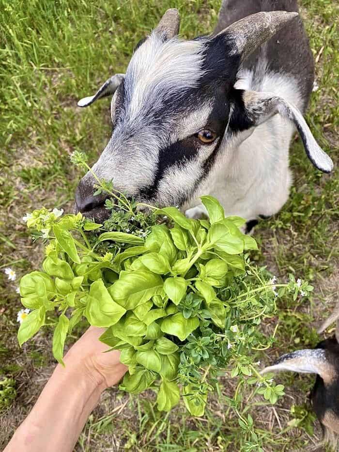 baby goat
