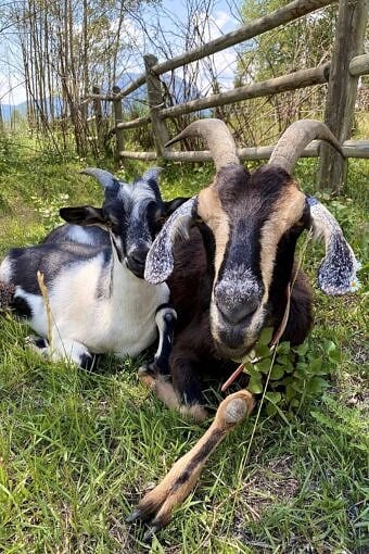 Nine Favorite Things | halfbakedharvest.com