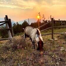 Nine Favorite Things | halfbakedharvest.com