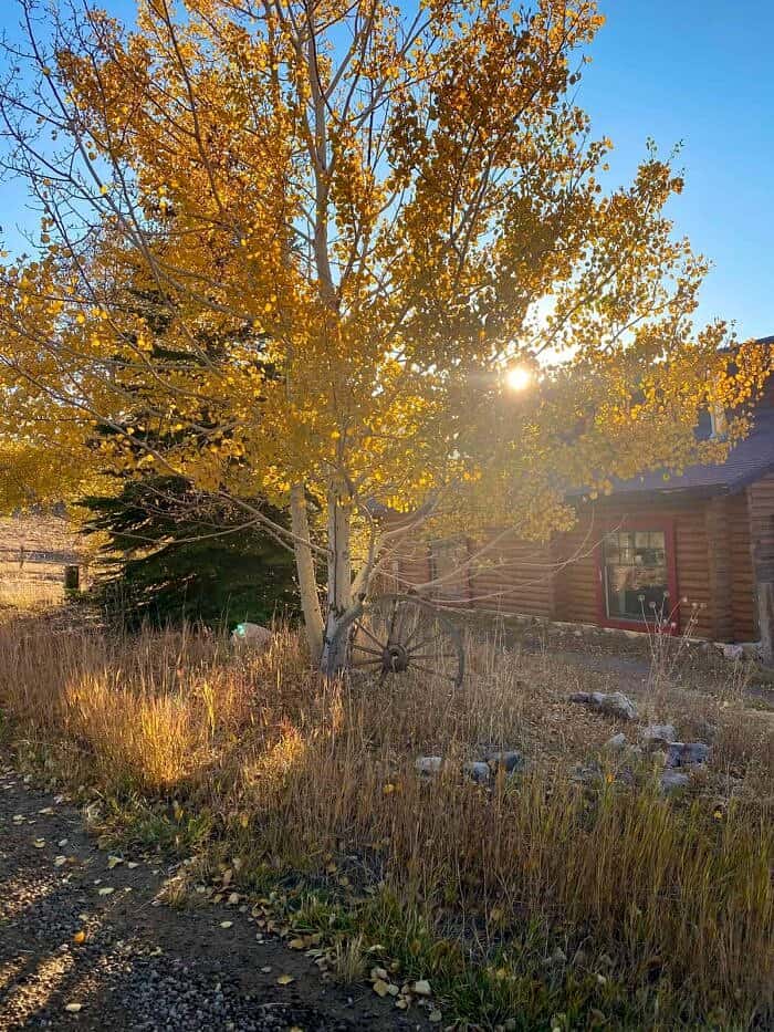 Nine Favorite Things | halfbakedharvest.com