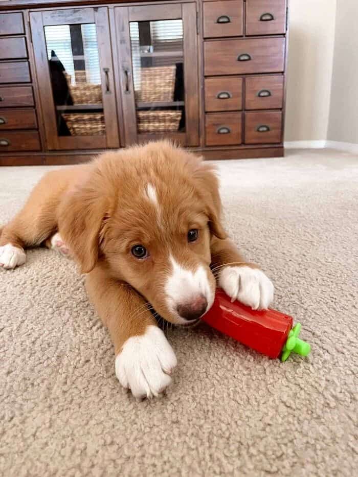 Nine Favorite Things | halfbakedharvest.com