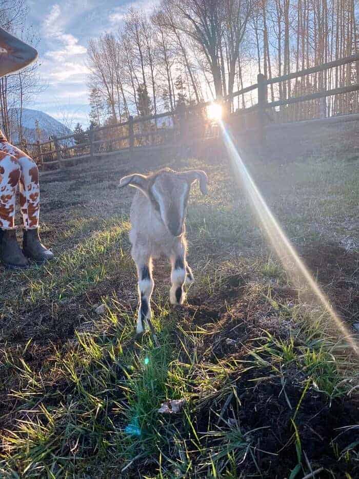 Nine Favorite Things | halfbakedharvest.com