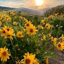 Nine Favorite Things | halfbakedharvest.com