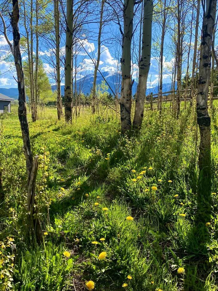 Nine Favorite Things | halfbakedharvest.com