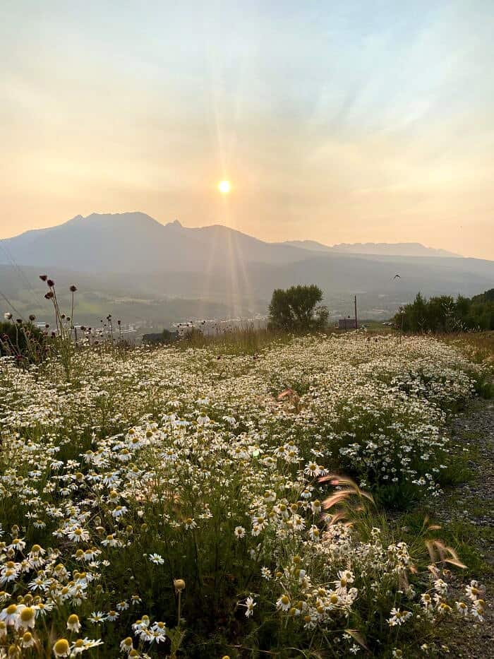 Nine Favorite Things | halfbakedharvest.com