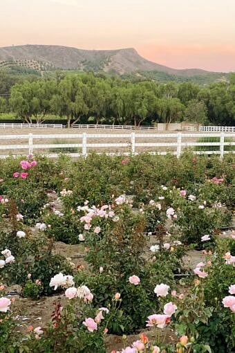 Nine Favorite Things | halfbakedharvest.com