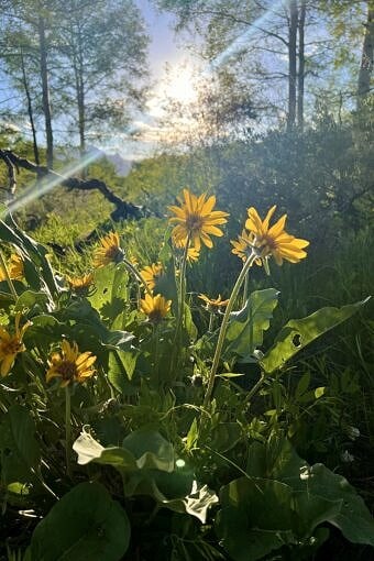 Nine Favorite Things | halfbakedharvest.com