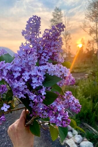 Nine Favorite Things | halfbakedharvest.com