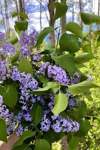 Nine Favorite Things | halfbakedharvest.com