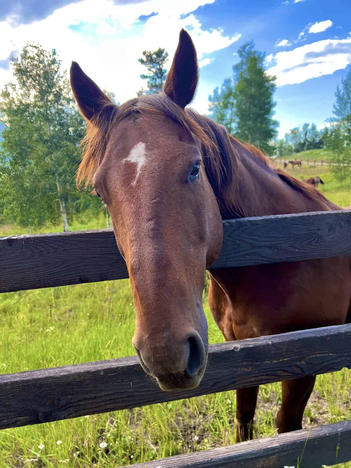 Nine Favorite Things | halfbakedharvest.com