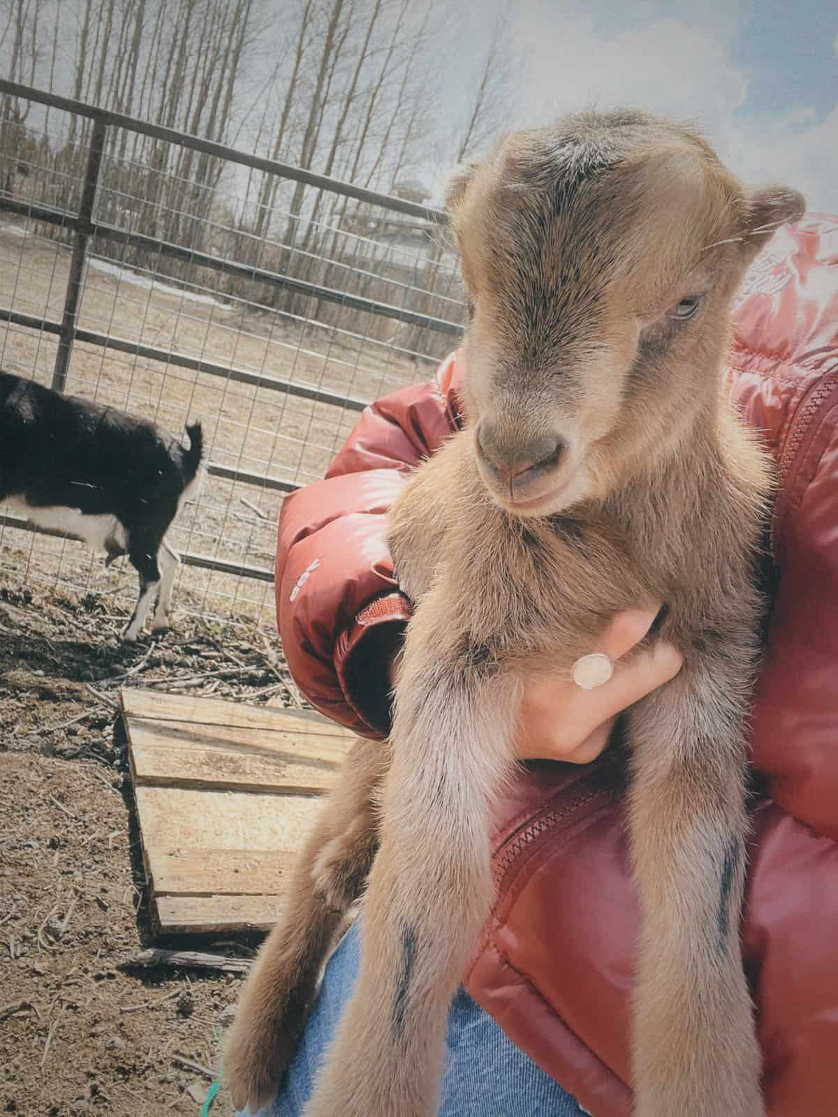 Nine Favorites Things | halfbakedharvest.com