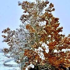 Nine Favorite Things | halfbakedharvest.com