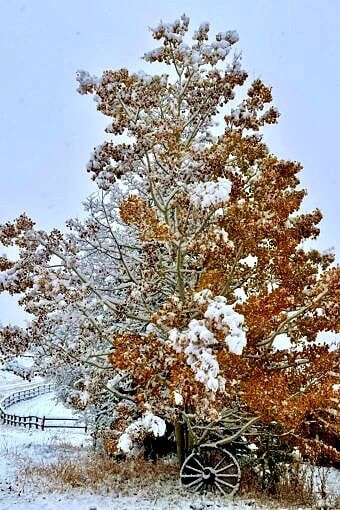 Nine Favorite Things | halfbakedharvest.com