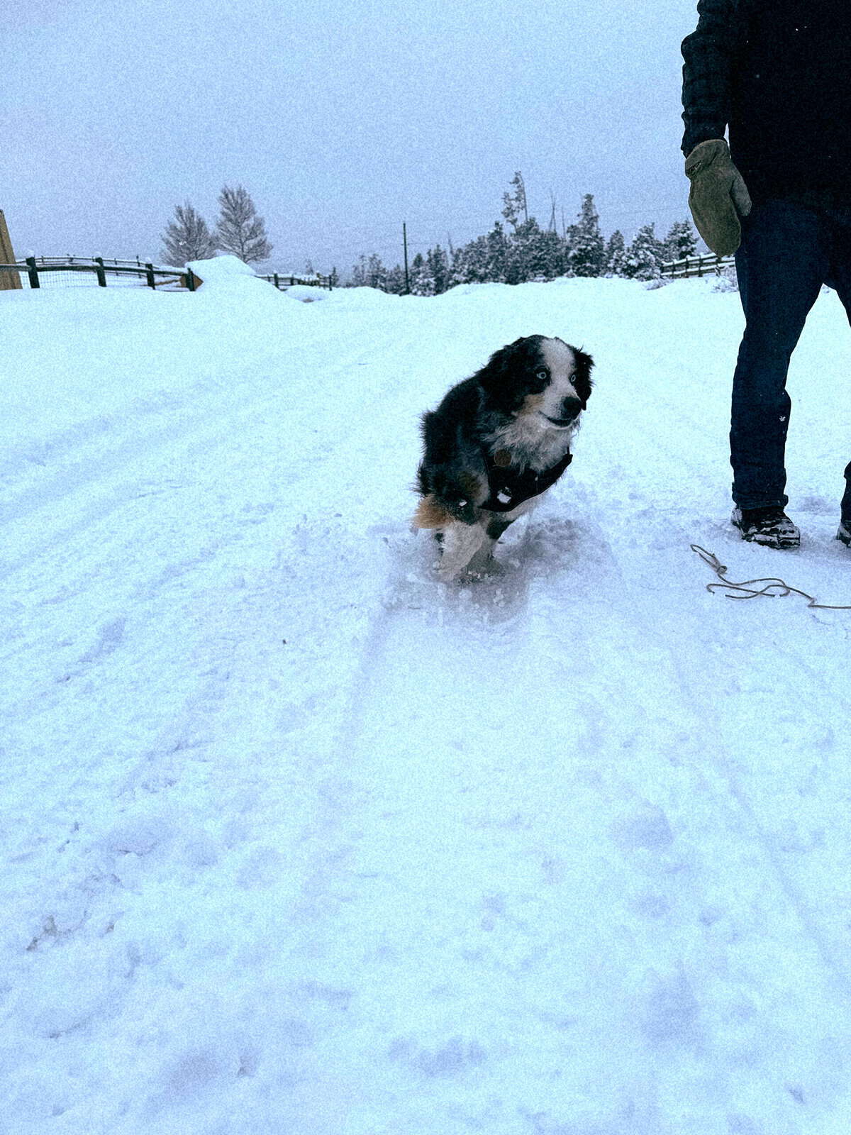 Nine Favorite Things | halfbakedharvest.com