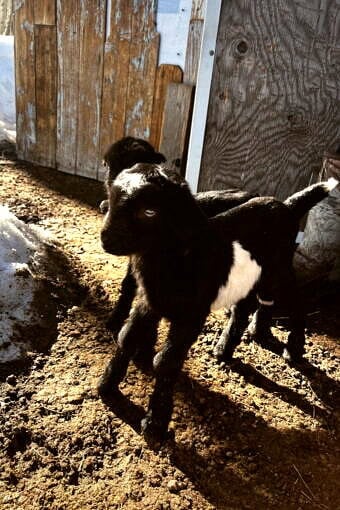 Nine Favorite Things | halfbakedharvest.com