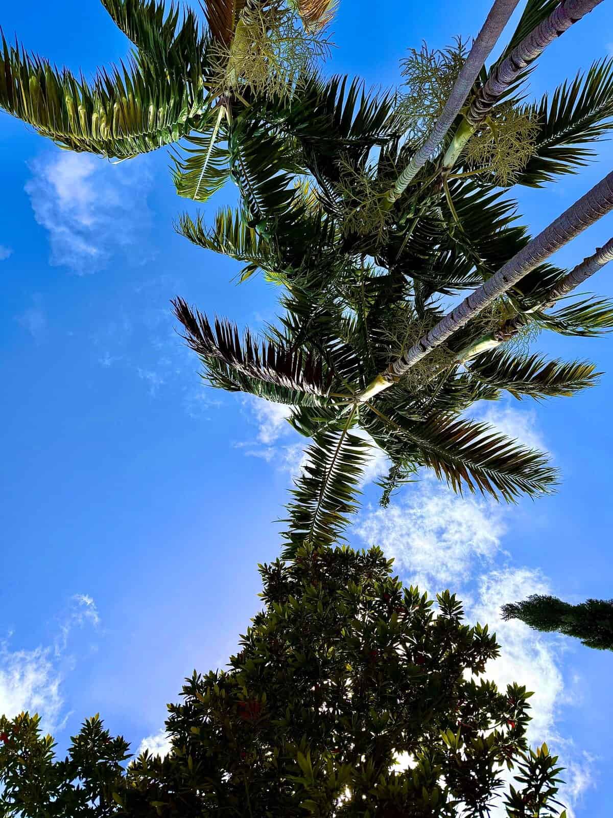 Nine Favorite Things | halfbakedharvest.com